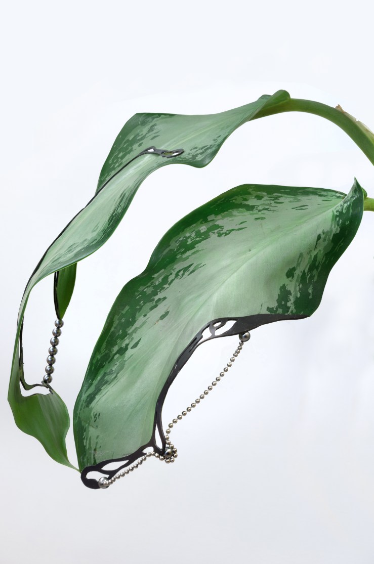 Pianta Magnete 3 rit-pittorico copia