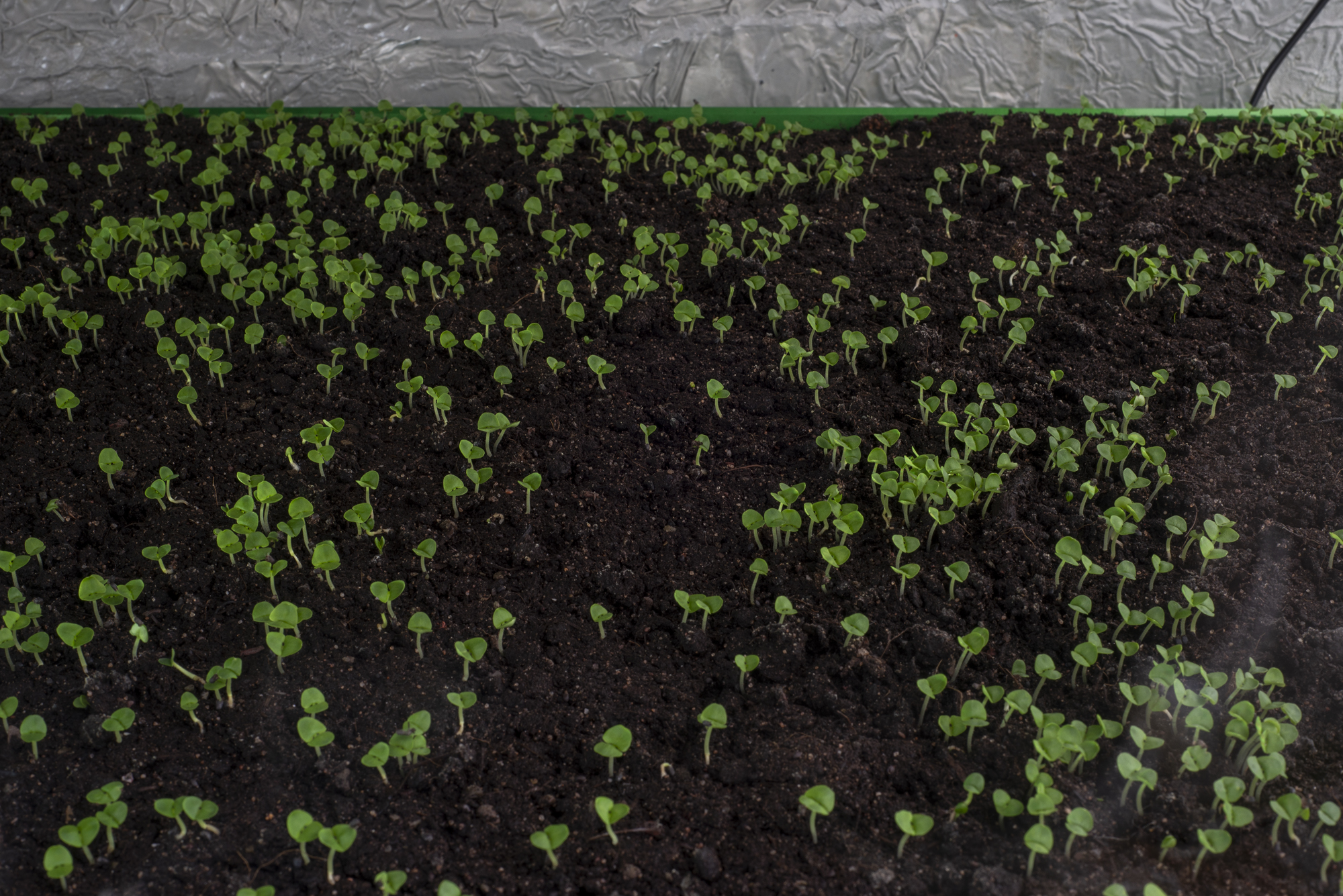 Garden7 - Cinema for Basil, Mirko Canesi, Contra, Garden, 2018 at David Dale Gallery, Glasgow